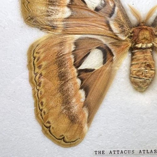 Vintage Attacus Atlas Moth Taxidermy Butterfly Yellow Large Wooden Frame Weird - Picture 9 of 19
