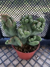 Cereus coral green rare exotic cactus Large!!