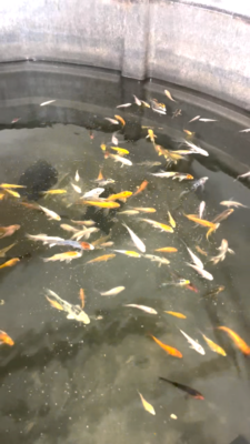 live koi fish for sale (Peanut Koi) Quantity (8)