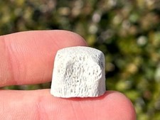 Fossil Mosasaur Vertebrae Dinosaur Bone Cretaceous Age Morocco Aquatic Dinosaurs