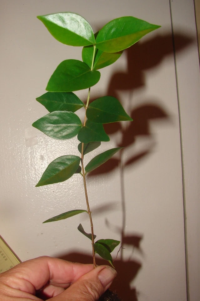 ~BLACK STAR~ Surinam Cherry Fruit Tree Eugenia uniflora Small Potd Starter Plant - Image 2 of 4