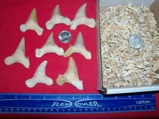 10 fossil shark teeth plus 1 Fossil Otodus shark tooth large