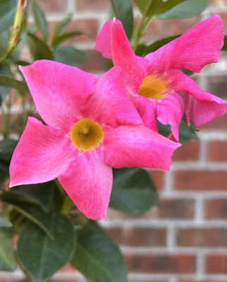 #ad #ad 1 Pink Mandevilla Plant Live for Garden Well Rooted amp; Blooming Ships w o Pot $19.99