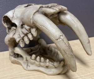 **READ** Smilodon Saber-Toothed Tiger Fossil Skull Model Resin Skeleton Replica