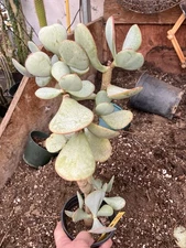 Crassula arborescens Silver Dollar Succulent 17"Tall 6”Wide #35Y