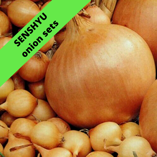 SENSHYU Onion Sets Winter/Autumn Planting Bulbs,Ready eBay