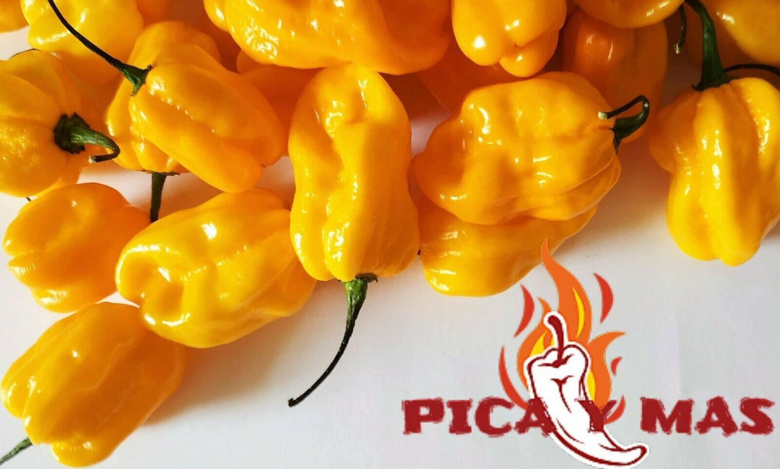 YELLOW HABANERO 30 SEEDS CHILI CHILI PEPPER VERY HOT PEPPER eBay