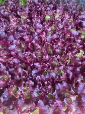 Lollo Rosa lettuce  plugs ready now. With free shipping.