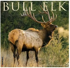 2026 Bull Elk 12 X 12 Wall by Willow Creek Press (2025, Calendar)
