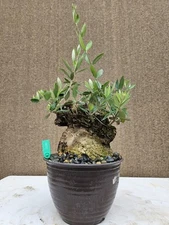 Old European Olive Bonsai Tree,,, sale 