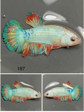 Female Betta Live Fish - Koi Candy Galaxy HMPK - JJ29 - Sorority - Breeding