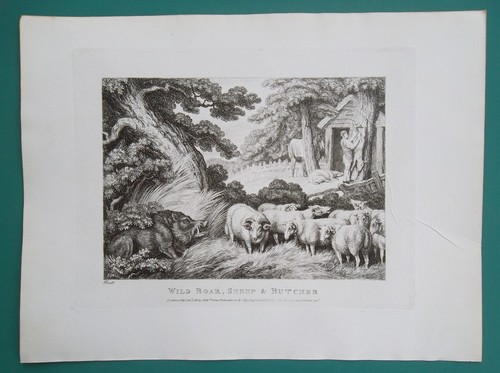 WILD BOAR Sheep & Butcher - 1810 Original Etching Print by S. Howitt