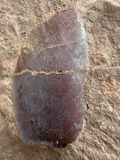 Rare Devonian fish fossil- Megalichthyidids Fish Scales F5