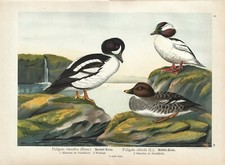 Stampa antica UCCELLI ANATRE QUATTROCCHI liv NUZIALE  Naumann 1897 Antique print