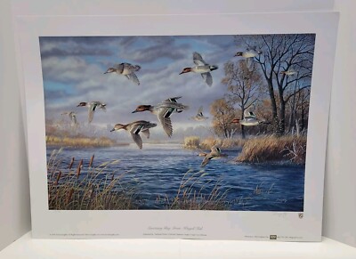 Terry Doughty Signed Numbered Art Print Sanctuary Bay Green Winged Teal 2018 178