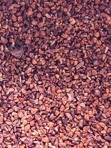 Eucalyptus rodwayii Seeds - 'Swamp Peppermint' - Rare Australian Tree Seeds - Picture 11 of 11