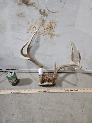 Wild 8 Point Whitetail Deer Antler Rack Horn Skull Plate Taxidermy ...