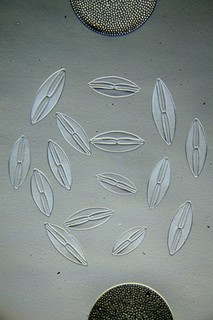 Antique microscope slide by William Gatrell. Diatoms. Navicula lyra. Test.