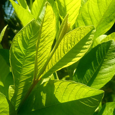 100 Organic Natural Dried Guava Leaves 25 - 200 Leaves Tea Hojas De Guayaba