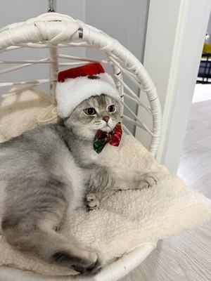 Weihnachten Nikolausmütze & Fliege Set für Katzen und kleine Hunde - festliches Haustierkostüm