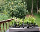 Poncirus Trifoliata Citrus Trifoliate Oranges (10 Ct) Year 2 Seedlings 6-10" 🍊