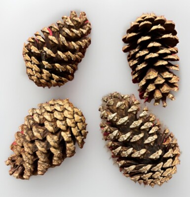 Lot of 12 Georgia Pinecones 3-4  Pine Cones for Crafting & Wreaths