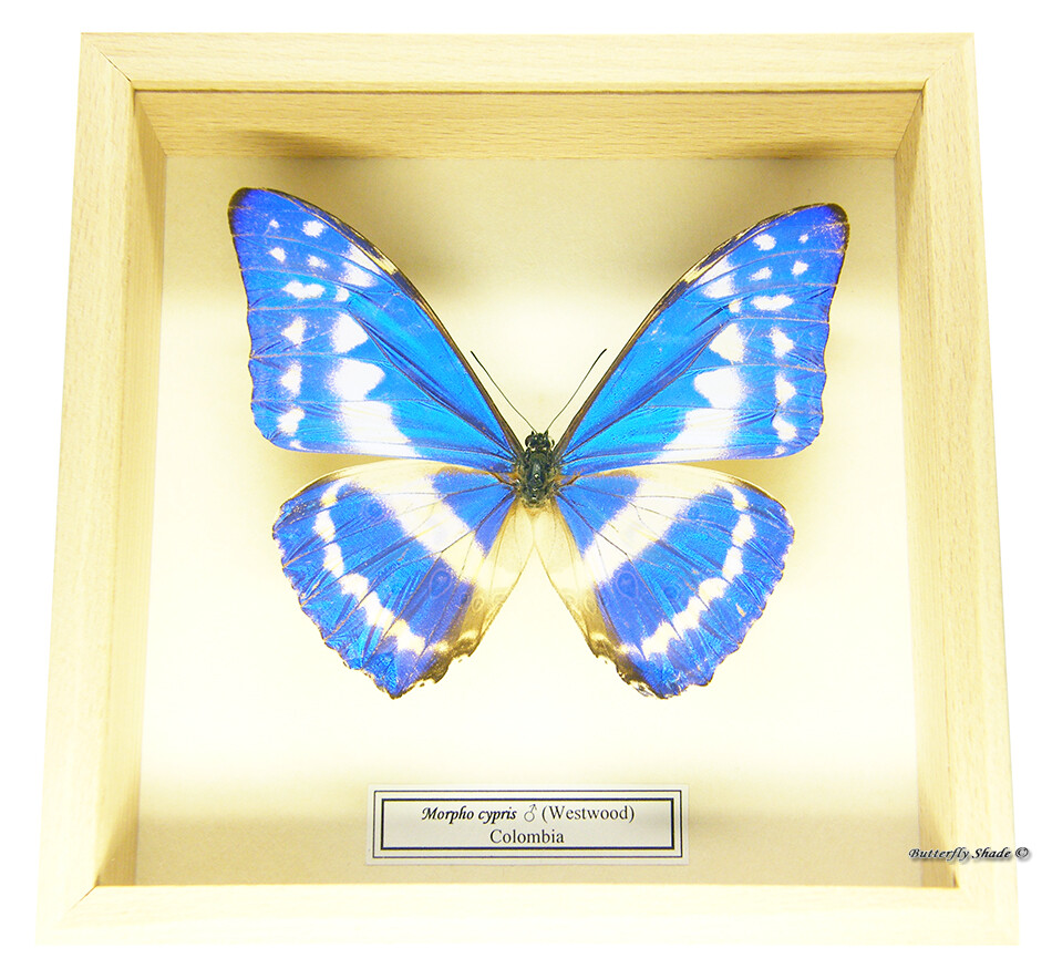 REAL MOUNTED FRAME BUTTERFLY - Morpho cypris - THE CYPRIS MORPHO
