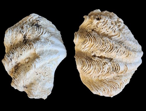 Huge Giant Tridacna Squamosa Matched Pair Clam Shells Seashells Ruffles ...