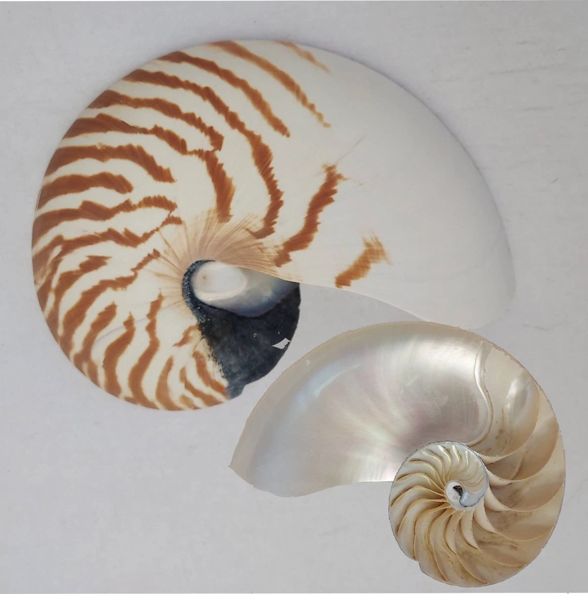 Nautilus products for sale | eBay