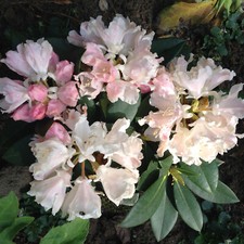 simsii rhododendron Rhododendron Simsii  Royal Plantscape Garden