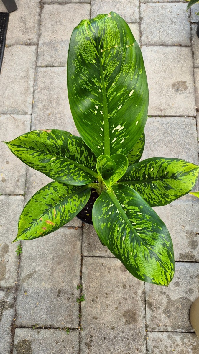 Rare Dieffenbachia Baby Crocodile Tall Not Monstera Anthurium | eBay