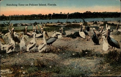 Pelican Island Florida Hatching Time vintage postcard b900