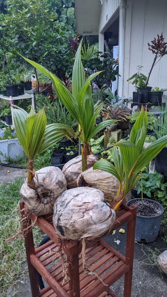 Aazon.co : Live Coconut Pal Tree 1-4 Feet Large Sprouted Cocos