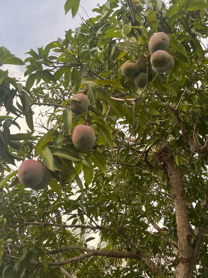 Folhas de manga seca colhidas silvestres orgânicas – Remédio herbal natural – 30 folhas - Imagem 4 de 4