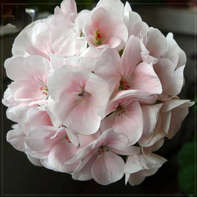 50 Light Pink White Hydrangea Flower Seeds Hydrangea macrophylla Garden Flowers