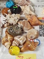 Hermit crab Shells 1 to 1.5 inch Assorted 14 Pack