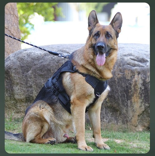 Adjustable leaseless dog with dog walking and training control send backpack - Picture 3 of 21