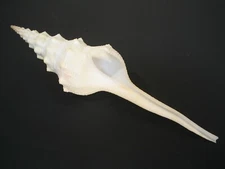 Deep H2O...FUSINUS LONGISSIMUS~194mm/7 1/2+"~Philippines SEASHELL