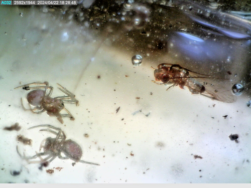 Arañas de copal fósil de Madagascar subrecientes, inclusiones de insectos MO2 16,8 g - Imagen 4 de 12