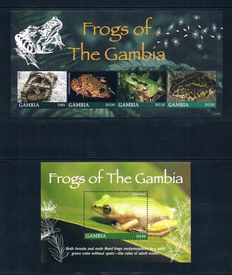 Valor Scott de $25,75 - Ranas GAMBIA 2021 2 s/s Vida silvestre de África Occidental CV MNH NH UMM Foto 3 de 4