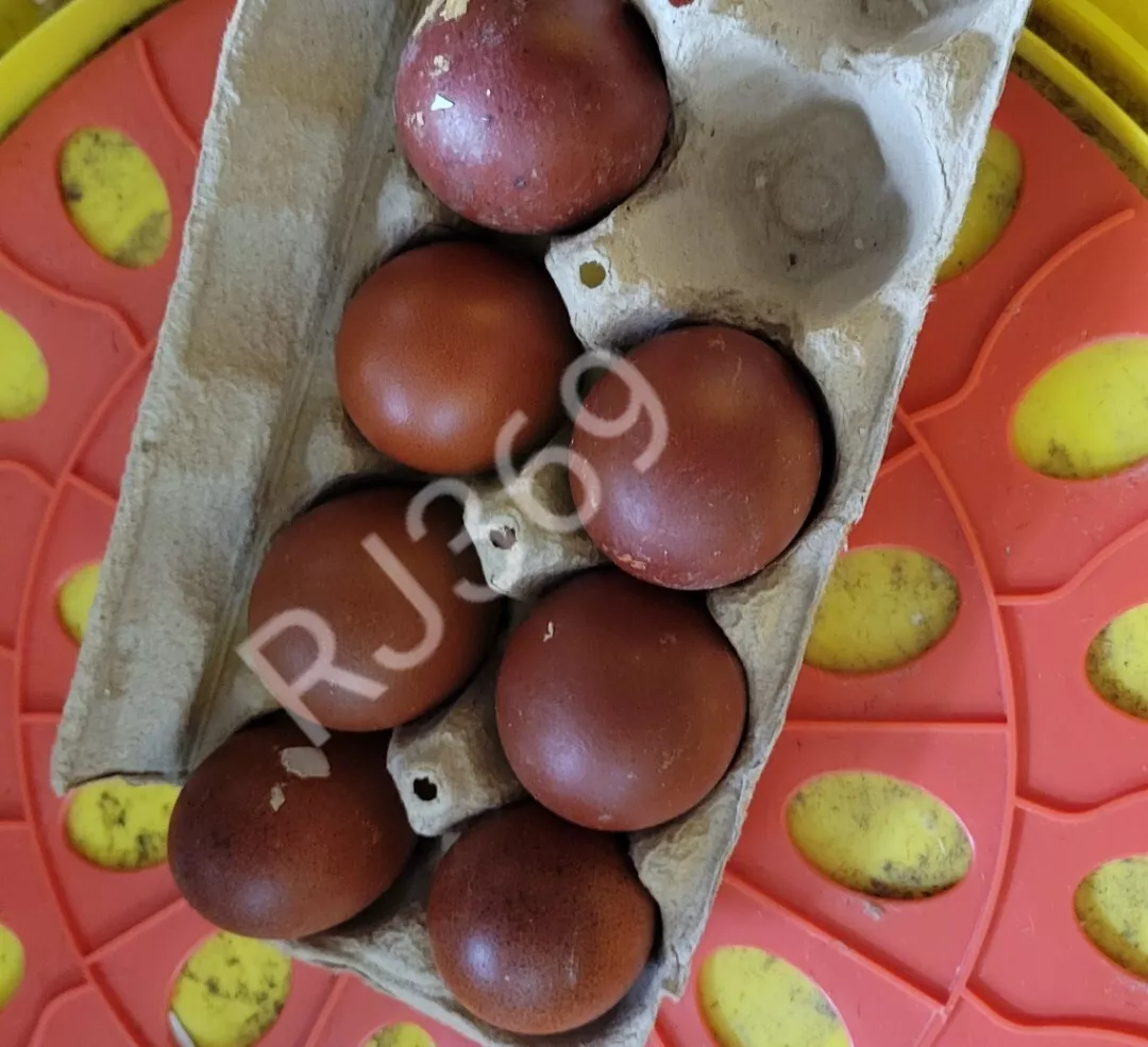 badge ziek Spookachtig 3) Rare French Black Copper Marans Fertile Hatching Eggs Rare Breed Chickens | eBay badge ziek Spookachtig 3) Rare French Black Copper Marans Fertile Hatching Eggs Rare Breed Chickens | eBay