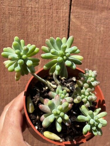 4” Sedum pachyphyllum ‘Green Jelly Bean’ Succulent - Picture 2 of 4