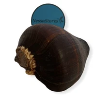 NessaStores- Natural Fiber Conch Sea Shell Beach Home Decor 4"-5" (1 pc) #JC-074