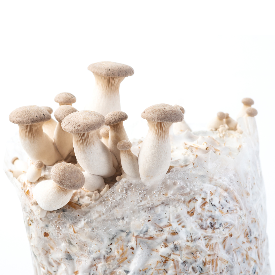 Premium King Trumpet Mushroom Spore 10 ml Syringe Pleurotus Eryngii