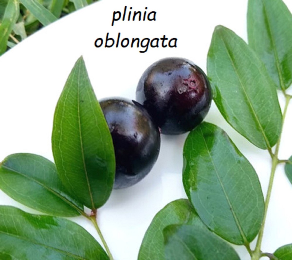 JABOTICABA AZEDA~ Plinia Oblongata rare Jabuticaba Fruit Tree live