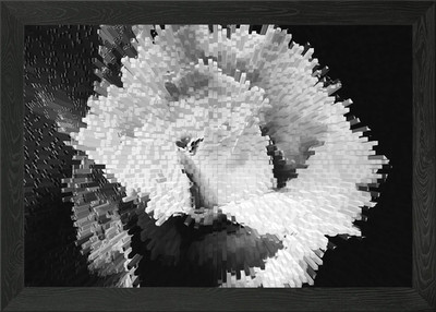 Monochrome Rose Explosion Gerahmtes Wandbild Poster Leinwanddruck Bild