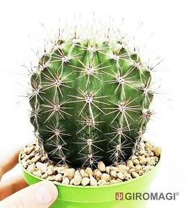 Trichocereus hybrid PotØ14cm - GIROMAGI Cactus & Succulent ...