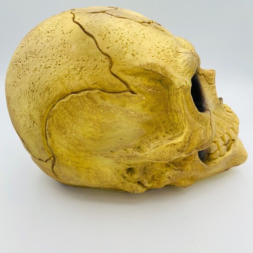 Vintage Easter Unlimited Decorative Foam Skull Head 7"x11" - Picture 6 of 12