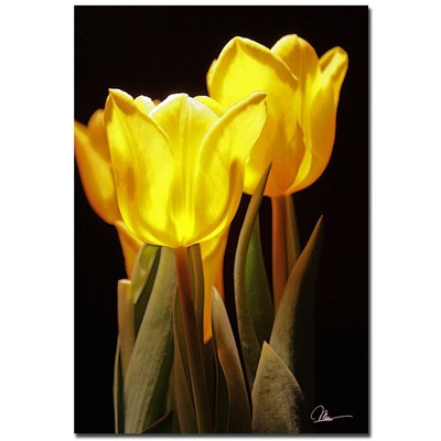Trademark Art Yellow Tulips III Canvas Art by Martha Guerra, 22 by 32-Inch