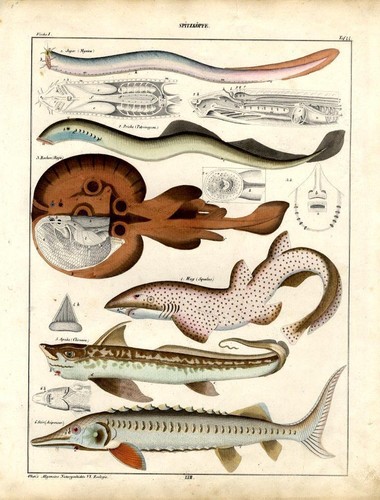 1843 OKEN HC LITHOGRAPHIE FOLIO Hagfish, Lampern, Winterskate, Katzenhai, Stör - Bild 1 von 2
